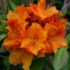 Azalea 'Glowing Embers' 5L -Ketler Outdoors Shop pshrho0061 11576.1665133520