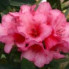 Rhododendron 'Winsome' 15L -Ketler Outdoors Shop pshrho0072 61259.1665133521