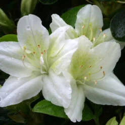 Azalea 'Snow White' 3L