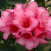 Rhododendron 'Winsome' 3L -Ketler Outdoors Shop pshrho0085 47441.1665133521