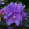 Rhododendron 'Purple Gem' 3L -Ketler Outdoors Shop pshrho0091 30528.1665133521