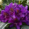 Rhododendron 'Marcel Menard' -Ketler Outdoors Shop pshrho0134 31337.1665133521