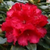 Rhododendron 'Markeetas Prize' 75L -Ketler Outdoors Shop pshrho0135 10281.1665133521