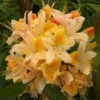 Azalea 'Northern Hi Light' 5L -Ketler Outdoors Shop pshrho0151 51869.1665133521