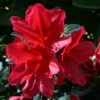 Azalea 'Arabesk' 3L -Ketler Outdoors Shop pshrho0175 94042.1665133522