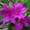 Azalea 'Blue Danube' 3L -Ketler Outdoors Shop pshrho0176 38136.1665133522