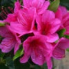 Azalea 'Corany' 3L -Ketler Outdoors Shop pshrho0177 19044.1665133522