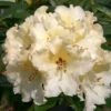 Rhododendron 'Horizon Monarch' 75L -Ketler Outdoors Shop pshrho0181 23014.1665133522