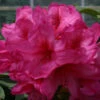 Rhododendron 'Van' 75L -Ketler Outdoors Shop pshrho0185 66354.1665133522