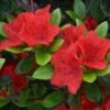 Azalea 'Geisha' - Orange 3L -Ketler Outdoors Shop pshrho0192 36188.1665133523