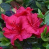 Azalea 'Johanna' 3L -Ketler Outdoors Shop pshrho0194 95381.1665133523