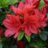 Azalea 'Torchlight' 3L -Ketler Outdoors Shop pshrho0197 93381.1665133523