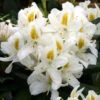 Rhododendron 'Madame Masson' 75L -Ketler Outdoors Shop pshrho0203 69470.1665133523