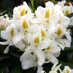 Rhododendron 'Madame Masson' 75L