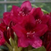 Rhododendron 'Maria Fortier' 7.5L -Ketler Outdoors Shop pshrho0204 81964.1665133521