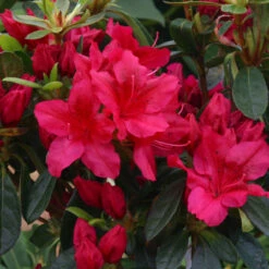 Azalea 'George Arends' 3L