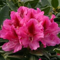 Rhododendron 'Cosmopolitan' 75L