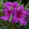 Azalea 'Herbert' 3L -Ketler Outdoors Shop pshrho0219 96498.1665133523