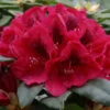 Rhododendron 'Lord Roberts' 75L -Ketler Outdoors Shop pshrho0222 56255.1665133523