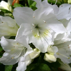 Azalea 'Pleasant White' 3L