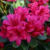 Azalea 'Geisha' - Red 3L -Ketler Outdoors Shop pshrho0242 87916.1665133523