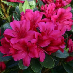 Azalea 'Geisha' - Red 3L