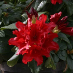 Rhododendron 'Elizabeth Hobbie' 3L