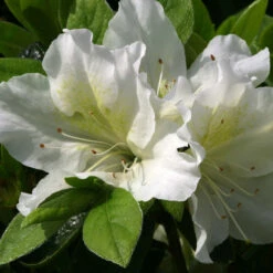 Azalea 'Mary Helen' 3L