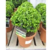 Buxus Sempervirens Small Ball 19cm -Ketler Outdoors Shop pshtop0015 small ball buxus 83236.1665133502