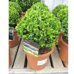 Buxus Sempervirens Small Ball 19cm