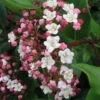 Viburnum Tinus 'Eve Price' 3L -Ketler Outdoors Shop pshwin0097 09666.1665133524