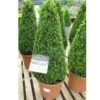Buxus Sempervirens Large Pyramid 30cm -Ketler Outdoors Shop psptop0014 large buxus pyramid 22940.1665133525