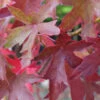 Liquidambar Styraciflua `Worplesdon' 15L -Ketler Outdoors Shop ptraut0066 79645.1674489151