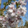 Prunus Subhirtella `Autumnalis Rosea' 15L -Ketler Outdoors Shop ptraut0067 14291.1674489137