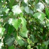 Betula Pendula `Youngii' 15L -Ketler Outdoors Shop ptrgen0003 97826.1674488834