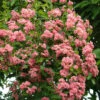 Crataegus Laevigata `Rosea Flore Pleno' 15L -Ketler Outdoors Shop ptrgen0012 48553.1674488800
