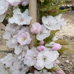 Prunus `Amanogawa' 15L -Ketler Outdoors Shop ptrgen0013 1 20813.1662991212
