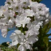 Prunus `Amanogawa' 15L -Ketler Outdoors Shop ptrgen0013 67118.1665133526