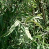 Pyrus Salicifolia `Pendula' 15L -Ketler Outdoors Shop ptrgen0018 90103.1674488783