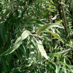 Pyrus Salicifolia `Pendula' 15L