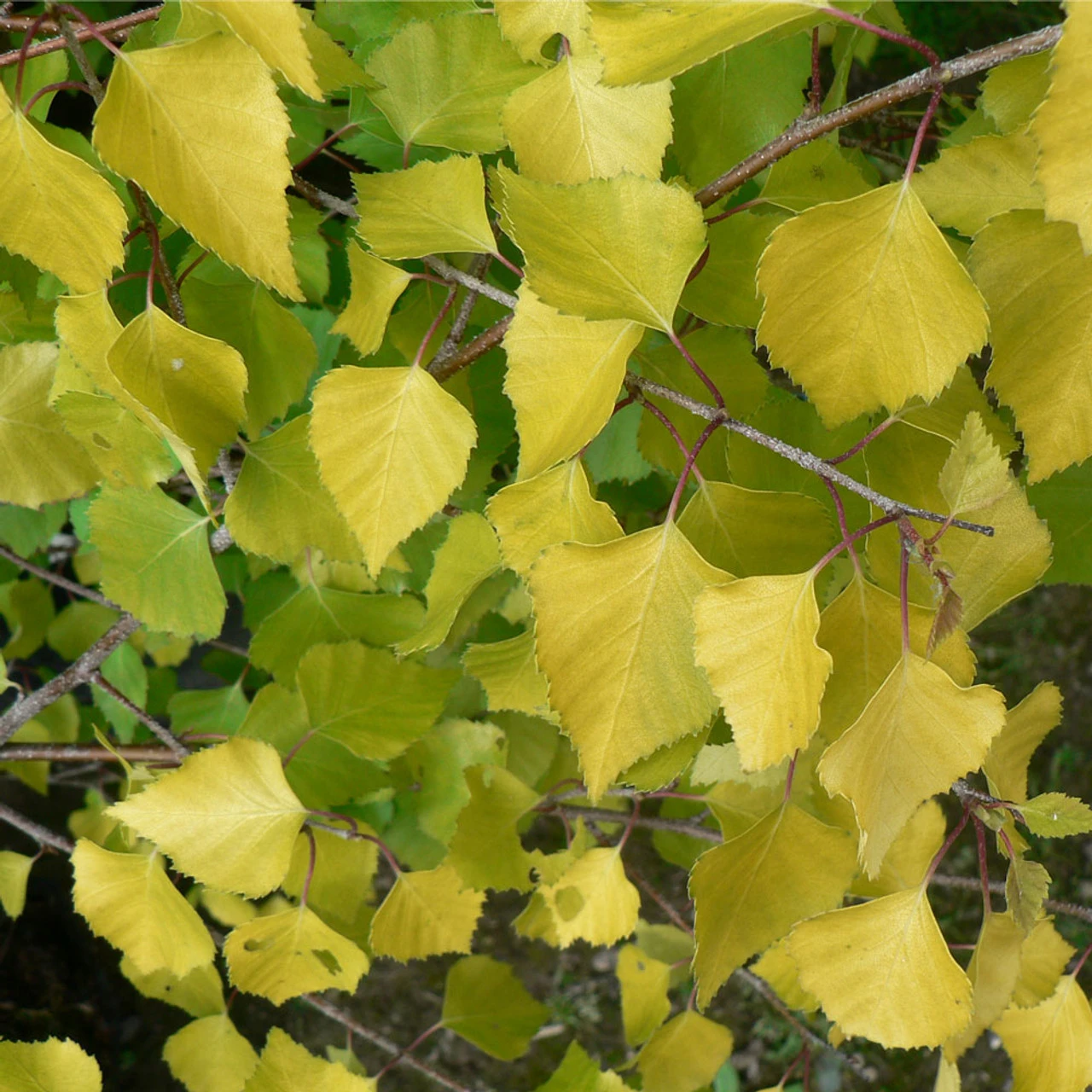 Betula Pendula `Golden Beauty' 15L 3 Betula Pendula `Golden Beauty' 15L