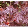 Acer Platinoides `Crimson Sentry' 15L -Ketler Outdoors Shop ptrgen0055 71627.1674488562