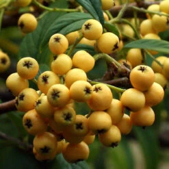 Cotoneaster `Rothschildianus' 15L