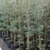 Quercus Ilex 15L