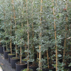 Quercus Ilex 15L