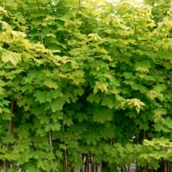Acer Platinoides `Princeton Gold' 15L -Ketler Outdoors Shop ptrgen0081 1 32185.1662991192