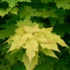 Acer Platinoides `Princeton Gold' 15L -Ketler Outdoors Shop ptrgen0081 29146.1665133527