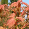 Acer Pseudoplatanus `Brilliantissimum' 15L -Ketler Outdoors Shop ptrgen0082 19721.1665133527