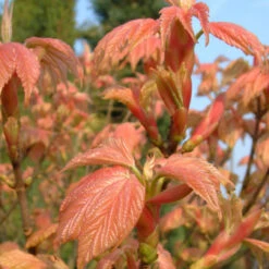 Acer Pseudoplatanus `Brilliantissimum' 15L
