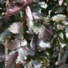 Fagus Sylvatica `Purpurea' 15L -Ketler Outdoors Shop ptrgen0083 03811.1674488292